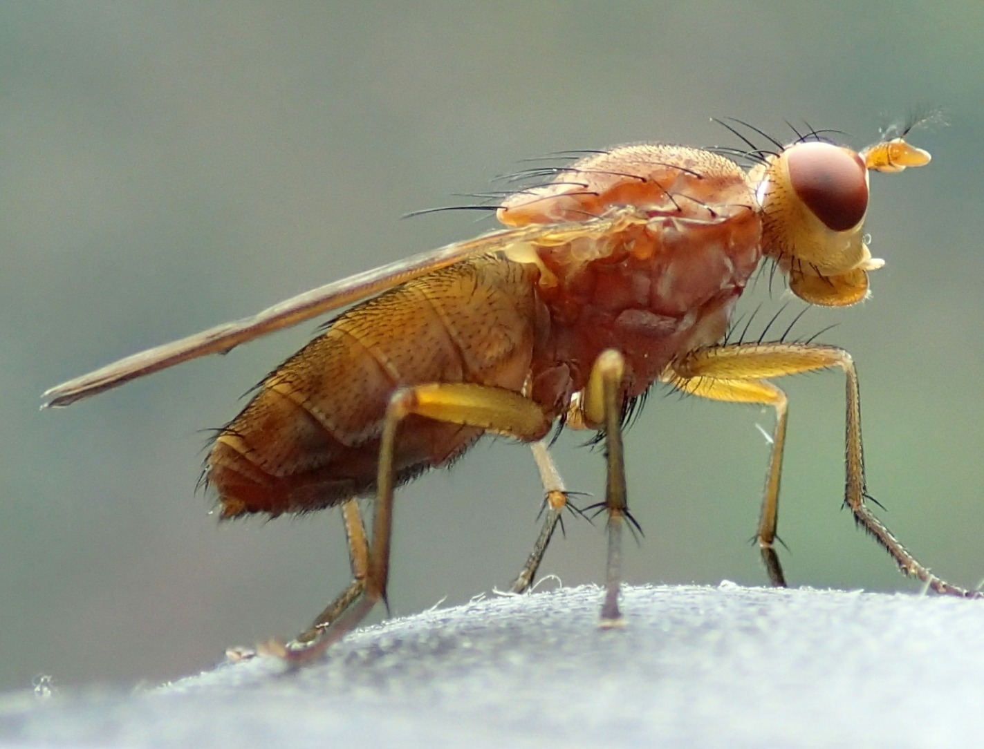 Tetanocera sp.  (Sciomyzidae)