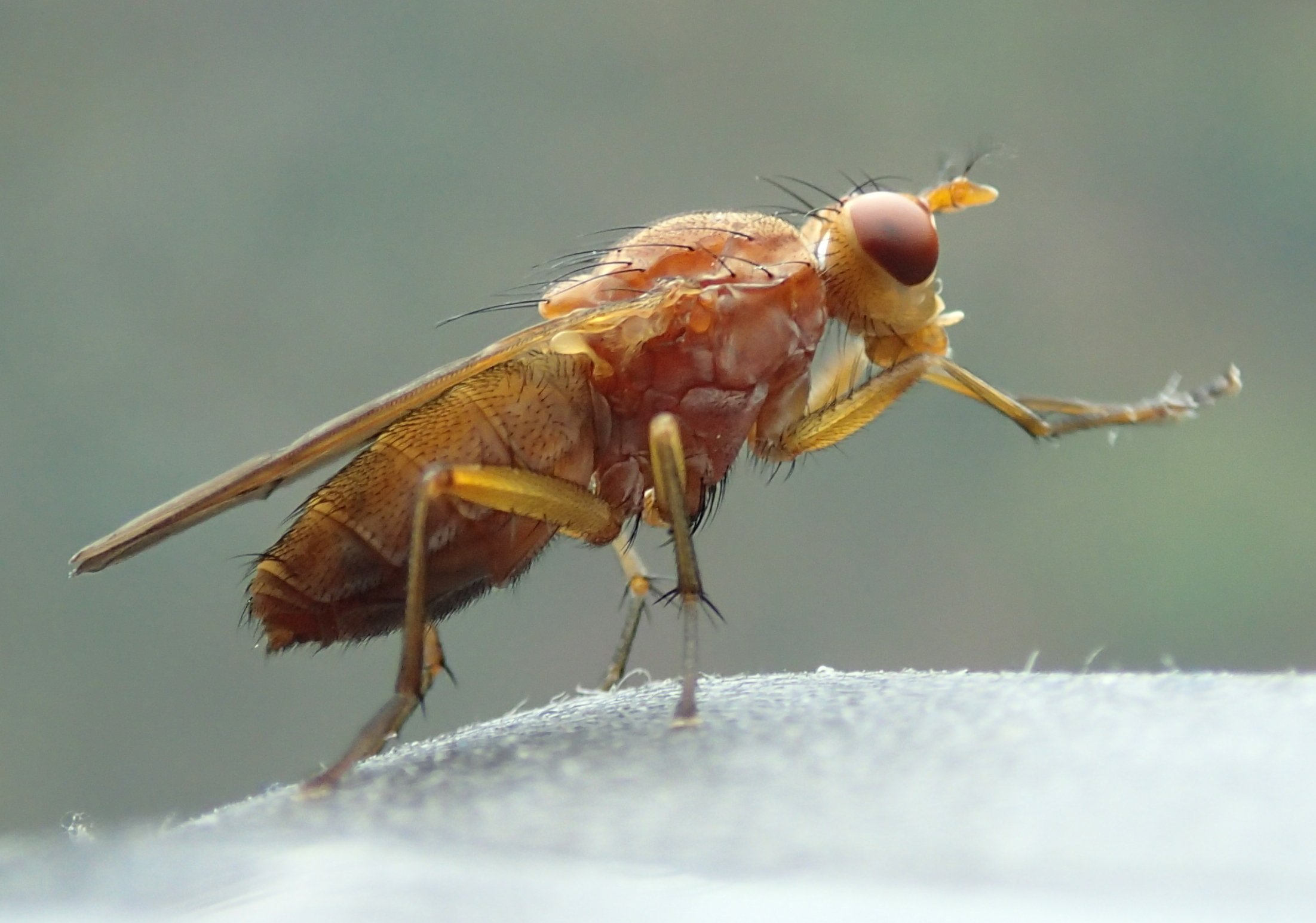 Tetanocera sp.  (Sciomyzidae)