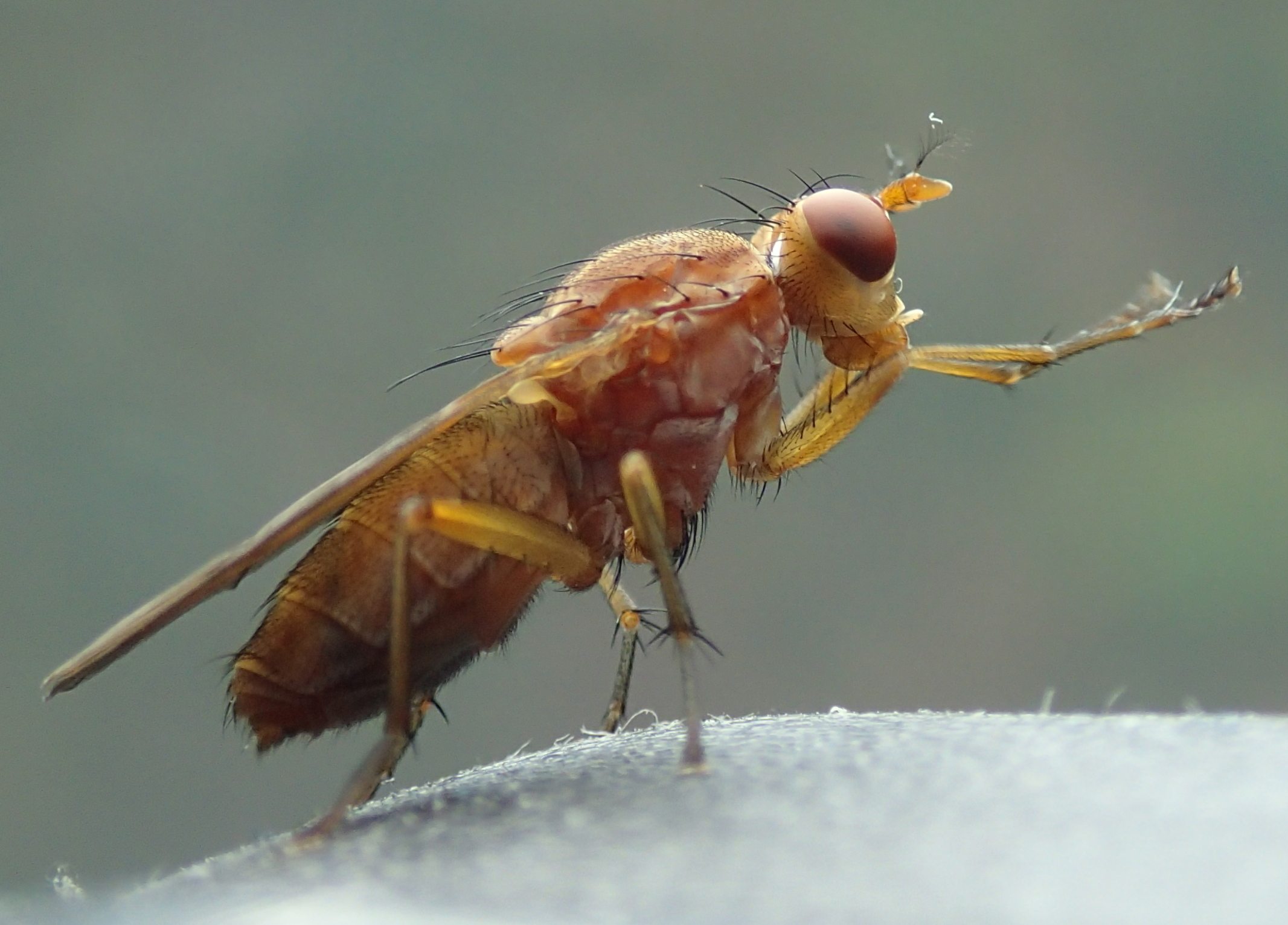 Tetanocera sp.  (Sciomyzidae)