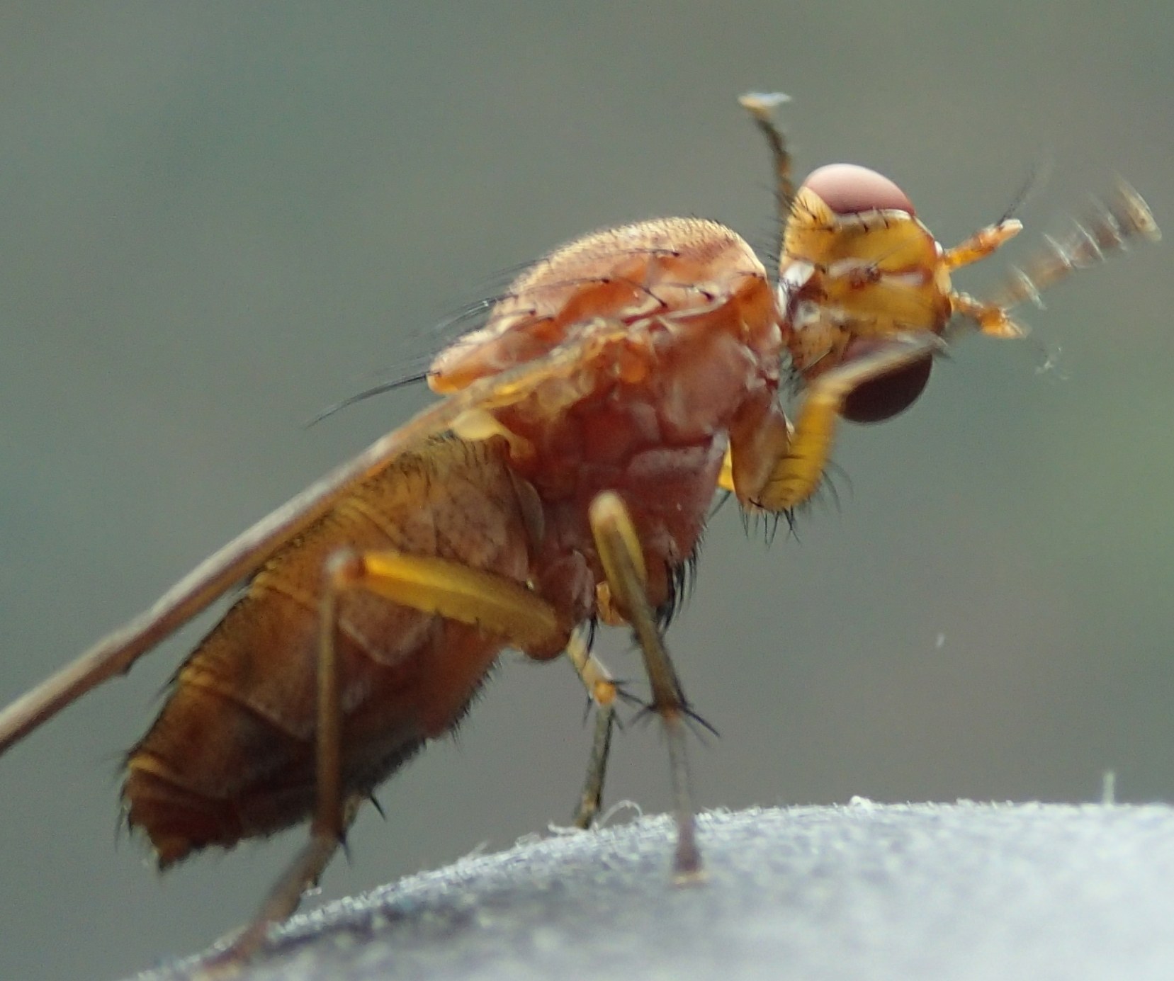 Tetanocera sp.  (Sciomyzidae)