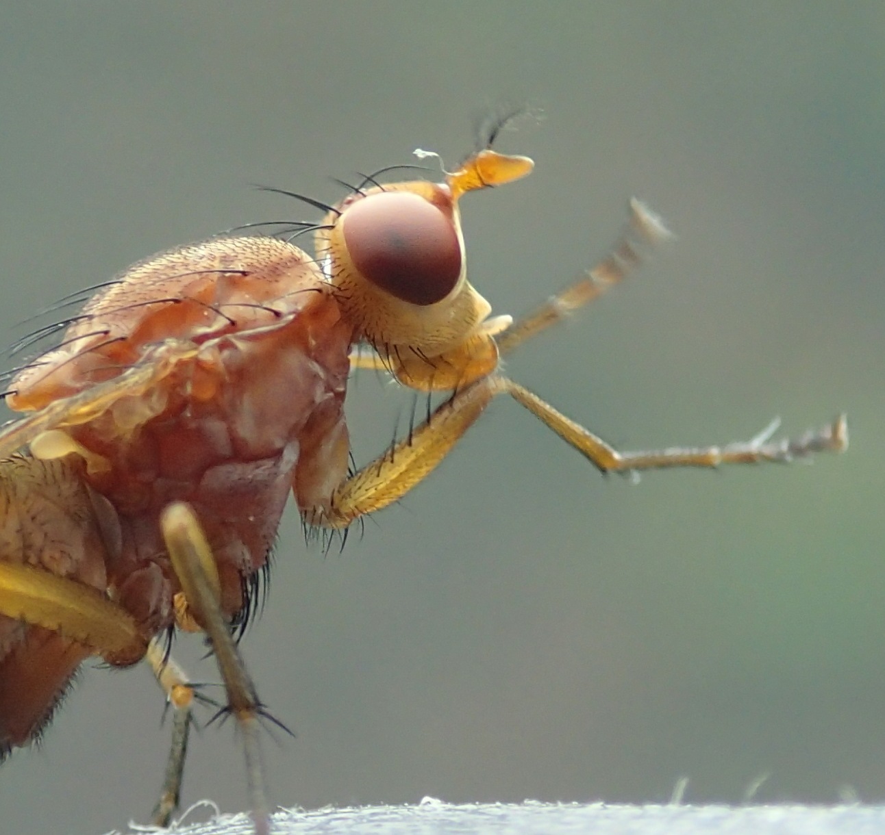 Tetanocera sp.  (Sciomyzidae)