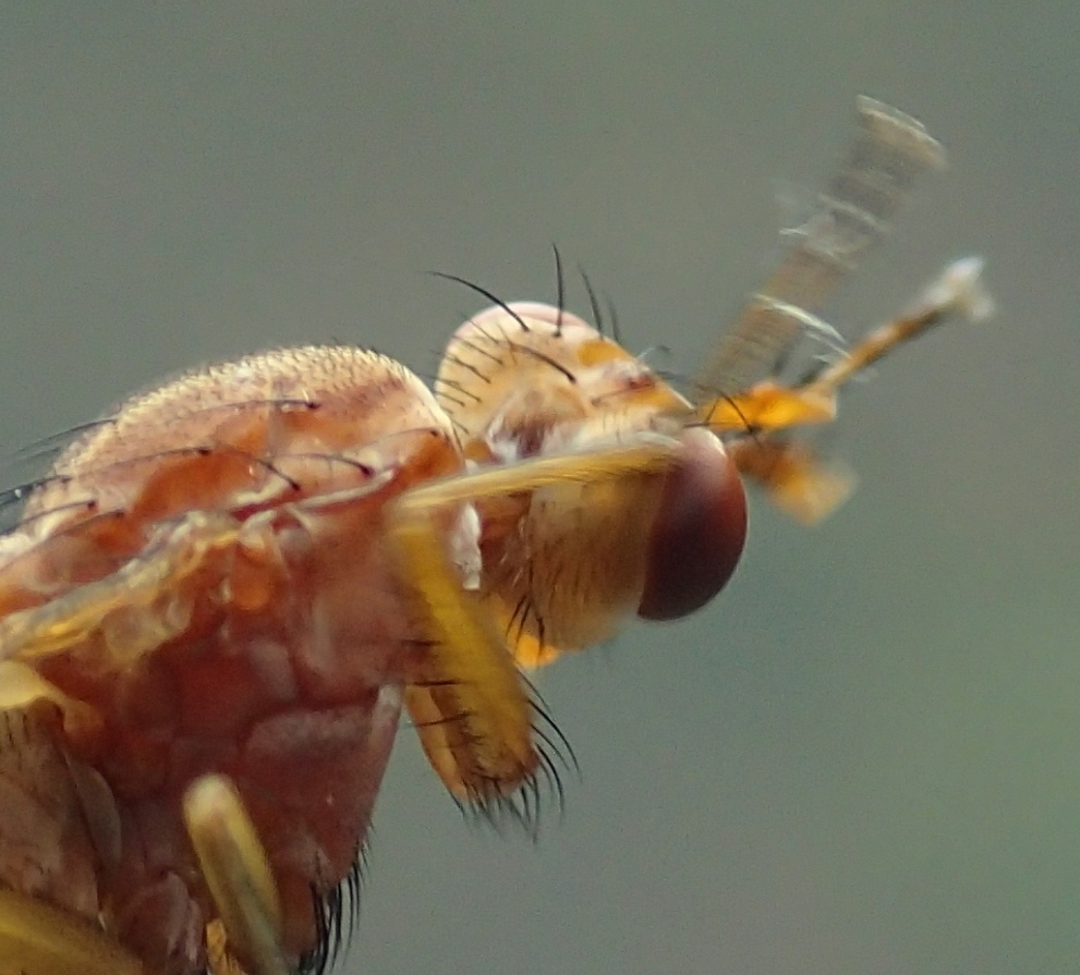 Tetanocera sp.  (Sciomyzidae)