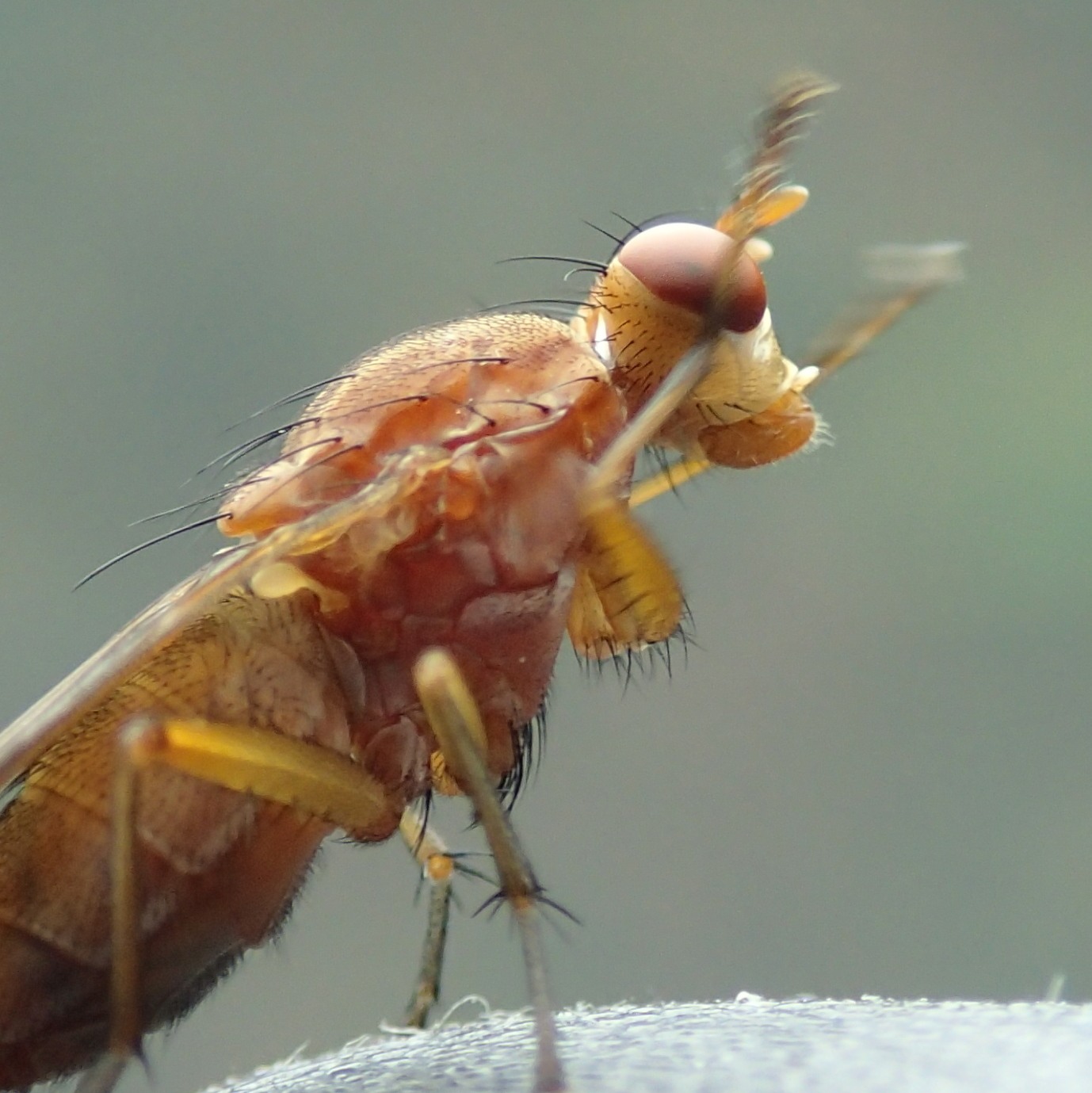 Tetanocera sp.  (Sciomyzidae)