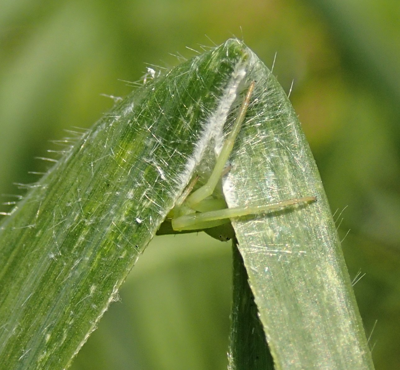 Ebrechtella tricuspidata - Lughignano (TV)