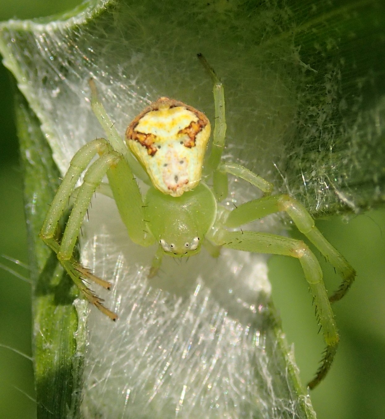 Ebrechtella tricuspidata - Lughignano (TV)