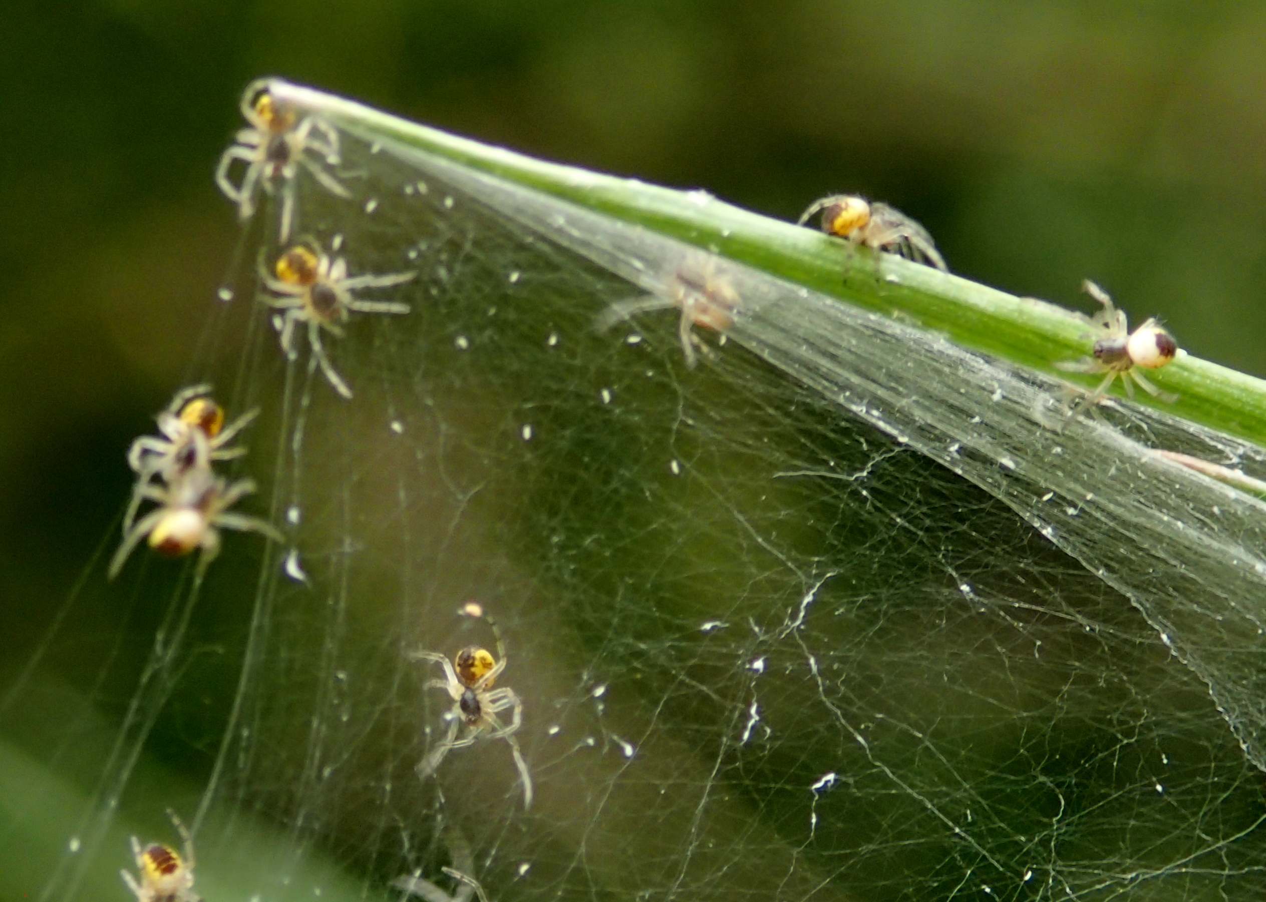 Piccoli di Larinioides?