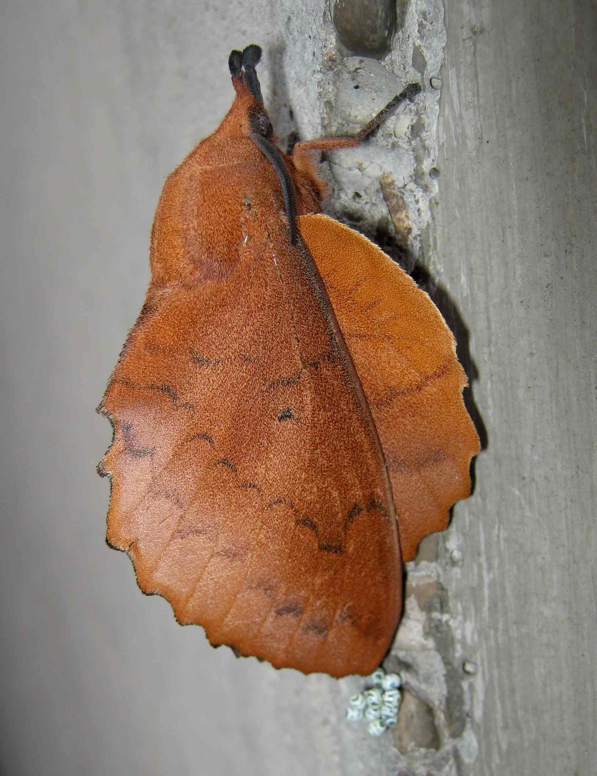 Lasiocampidae: Gastropacha quercifolia che depone le sue uova