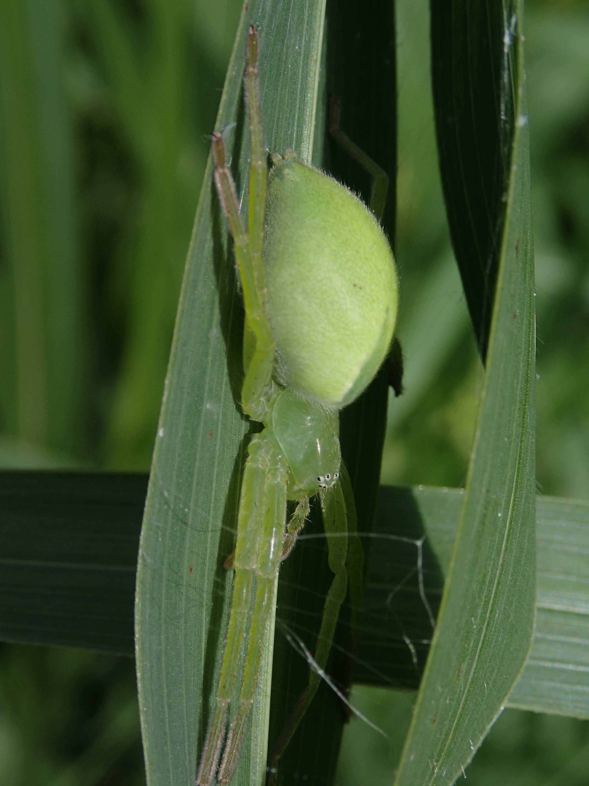Micrommata virescens - Lughignano (TV)