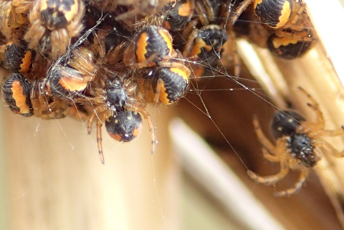 Sling di Araneidae:  cfr. Nuctenea sp.