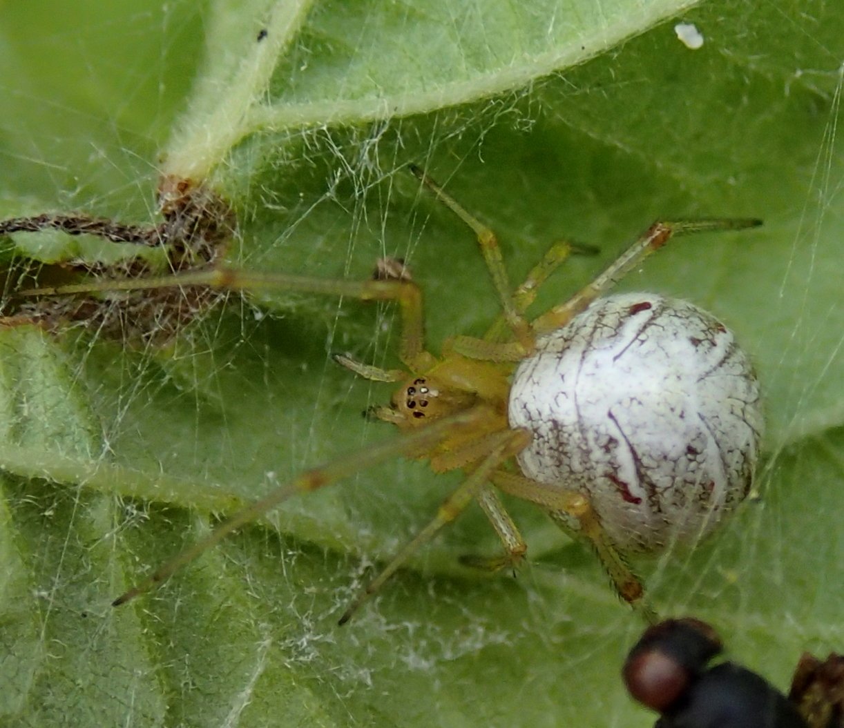 Phylloneta sp. - Lughignano (TV)