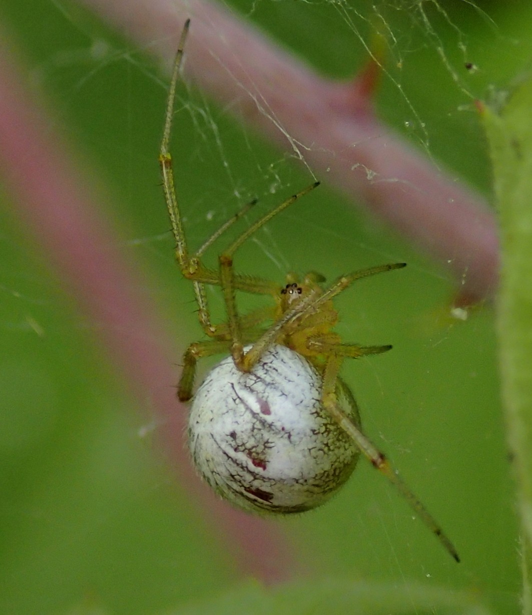 Phylloneta sp. - Lughignano (TV)