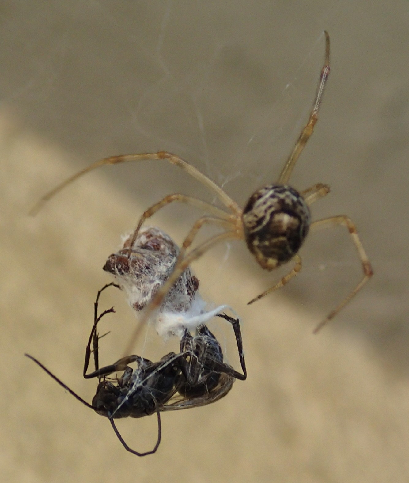 Parasteatoda tepidariorum preda pompilide - Treviso