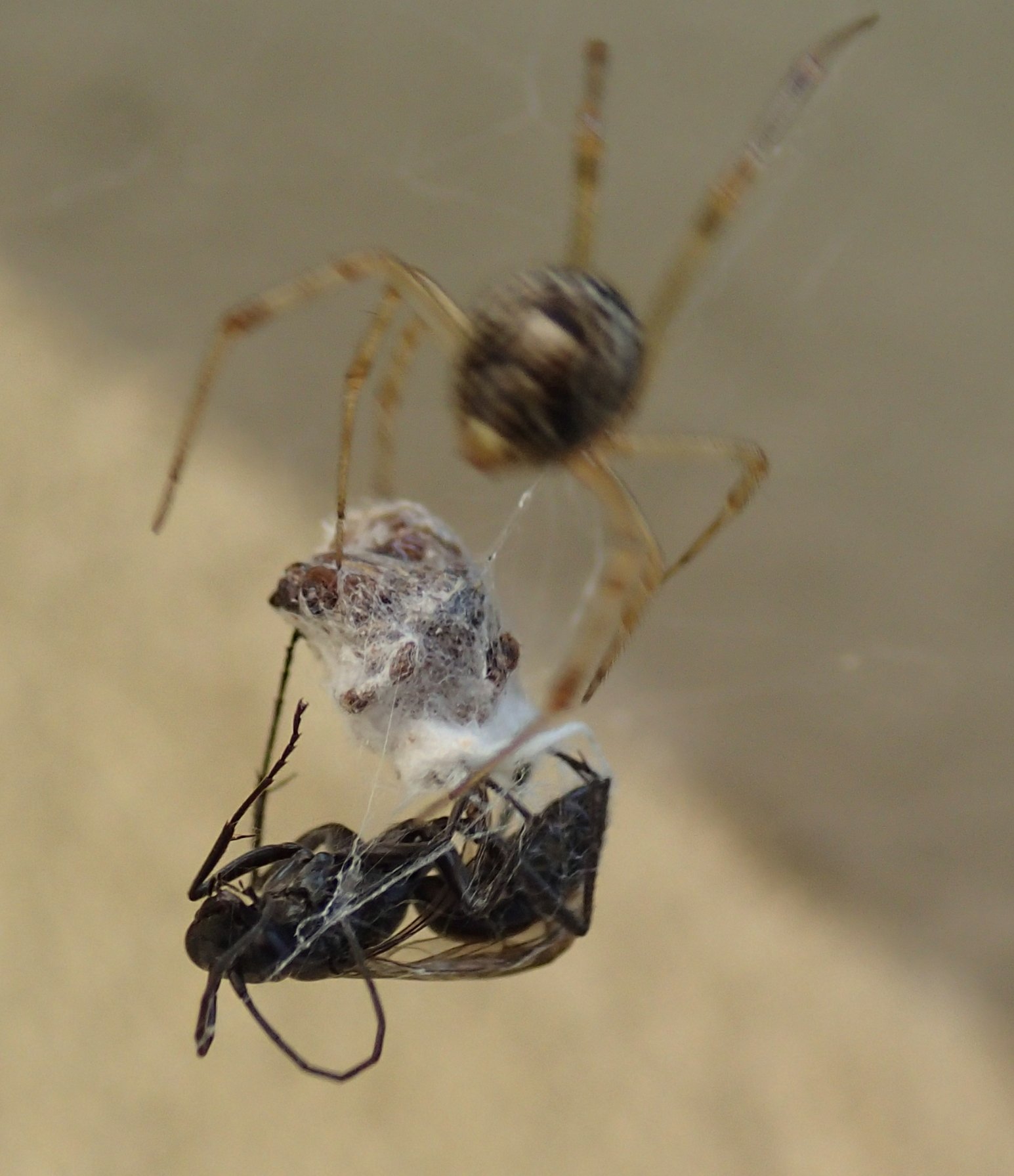 Parasteatoda tepidariorum preda pompilide - Treviso