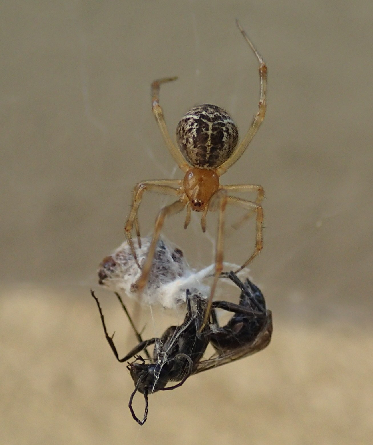 Parasteatoda tepidariorum preda pompilide - Treviso