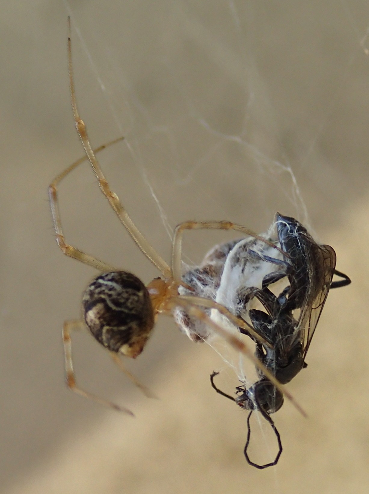 Parasteatoda tepidariorum preda pompilide - Treviso