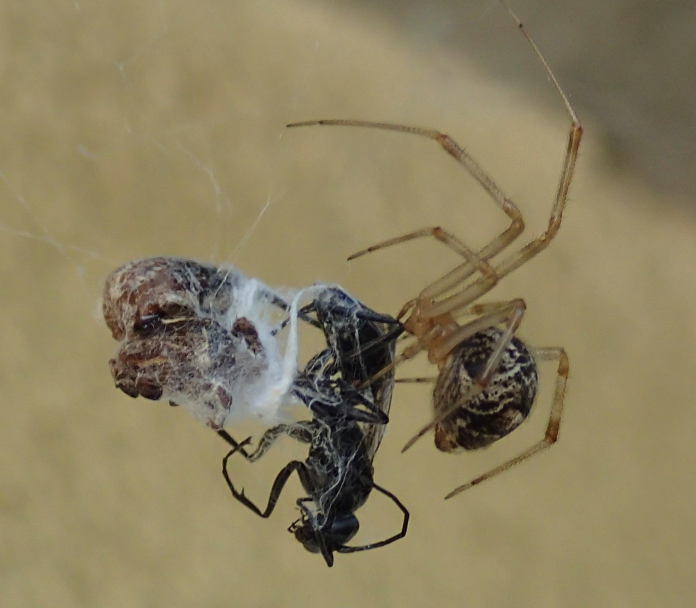 Parasteatoda tepidariorum preda pompilide - Treviso