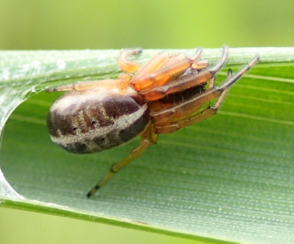 Singa sp. maschio e femmina - Treviso