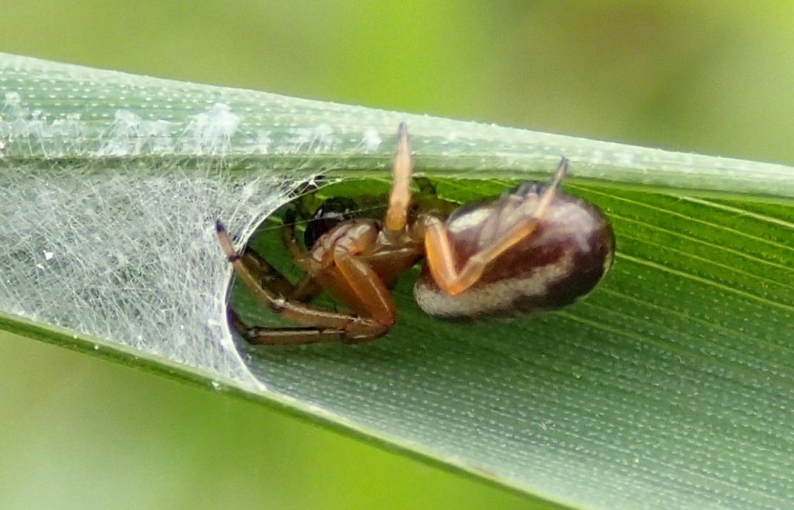 Singa sp. maschio e femmina - Treviso