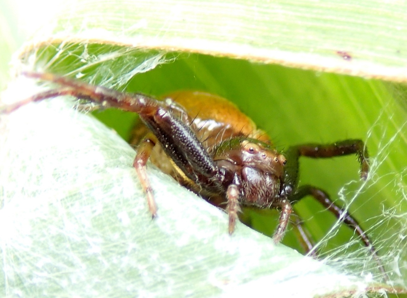 Synema globosum con nido - Lughignano (TV)