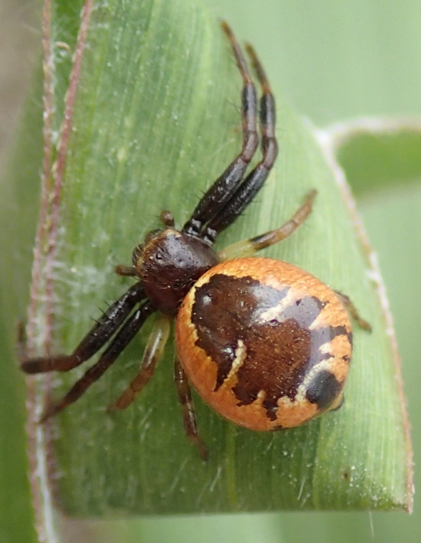 Synema globosum con nido - Lughignano (TV)