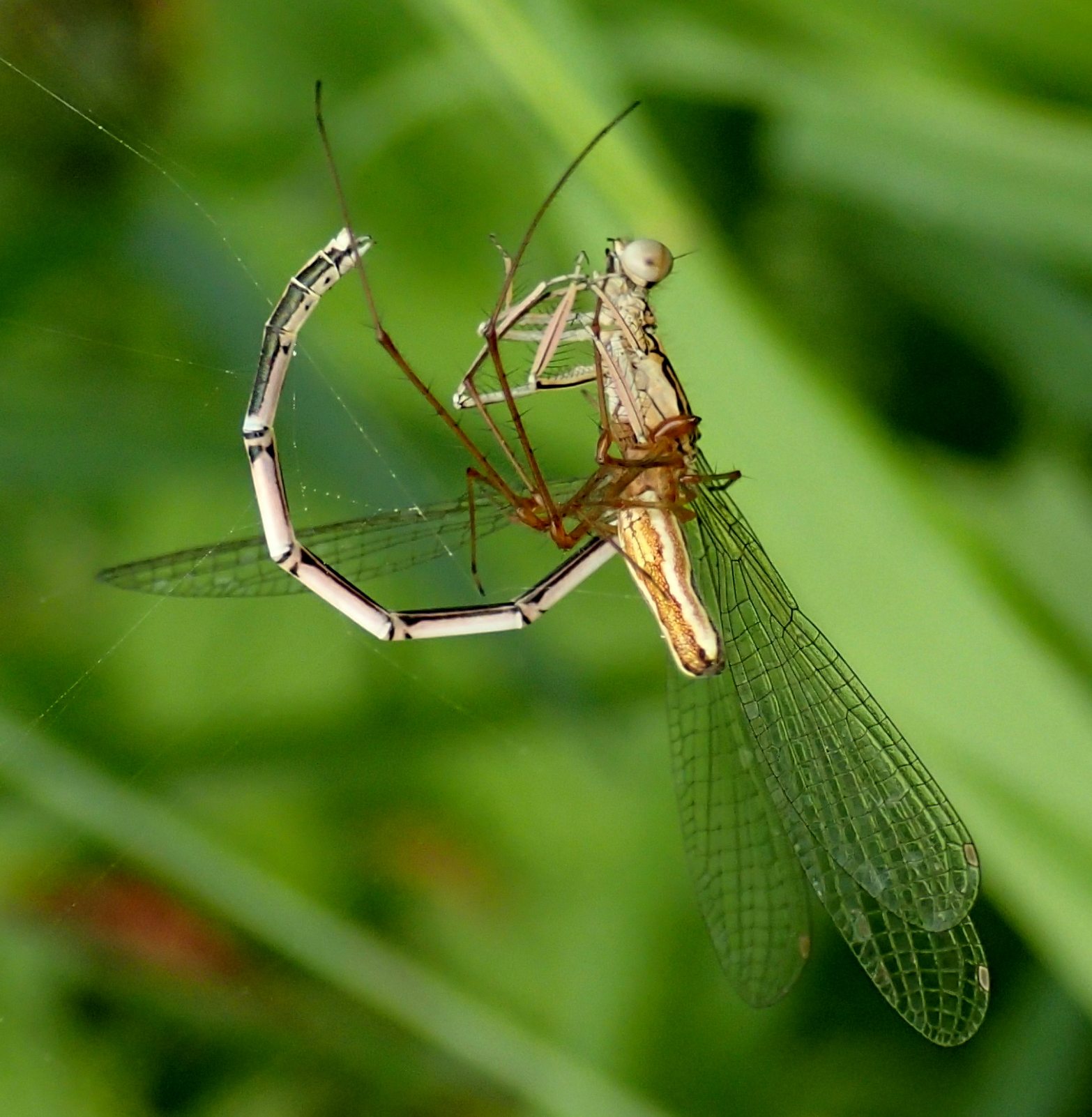 Tetragnatha preda Platycnemis pennipes- Lughignano (TV)