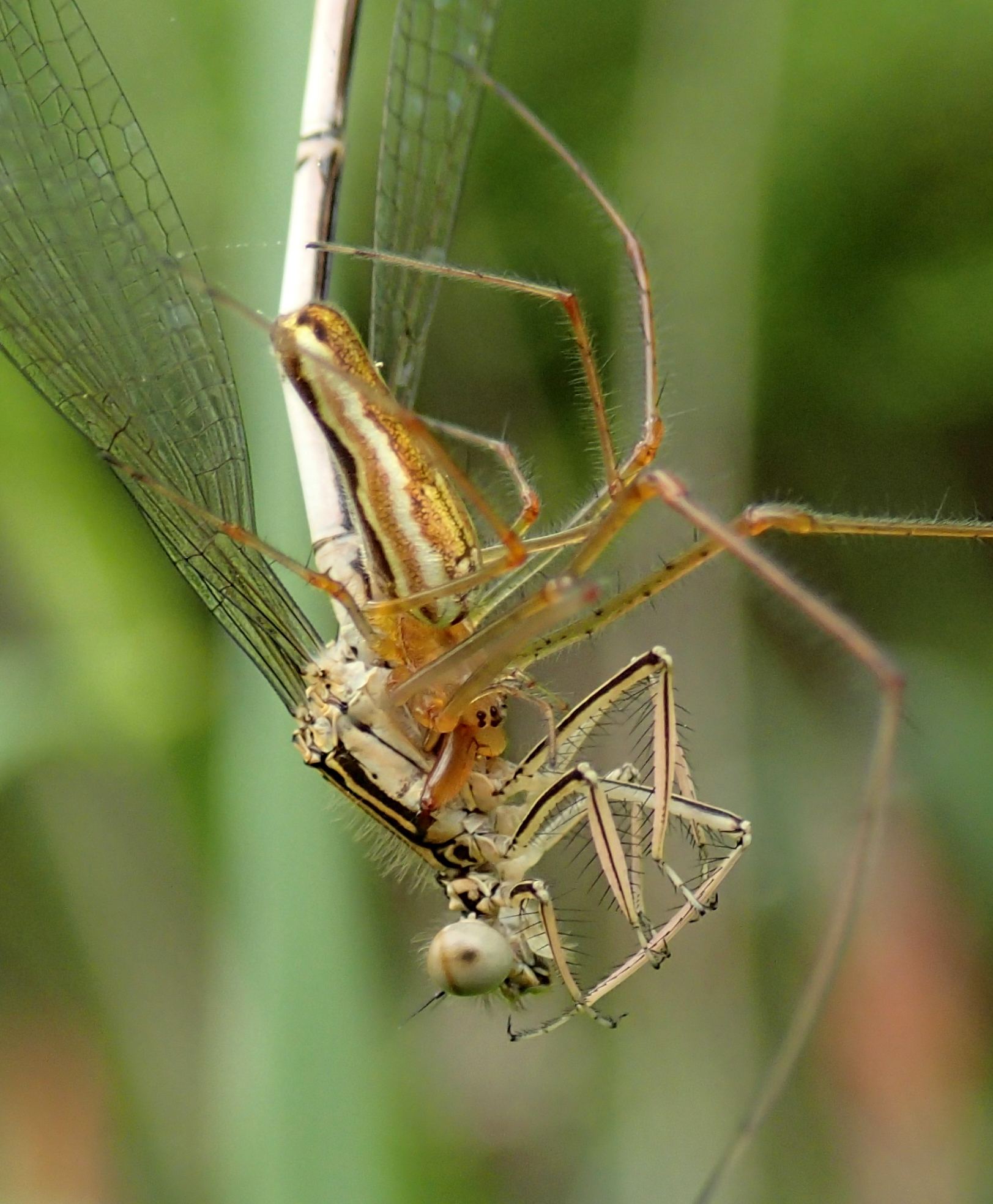 Tetragnatha preda Platycnemis pennipes- Lughignano (TV)