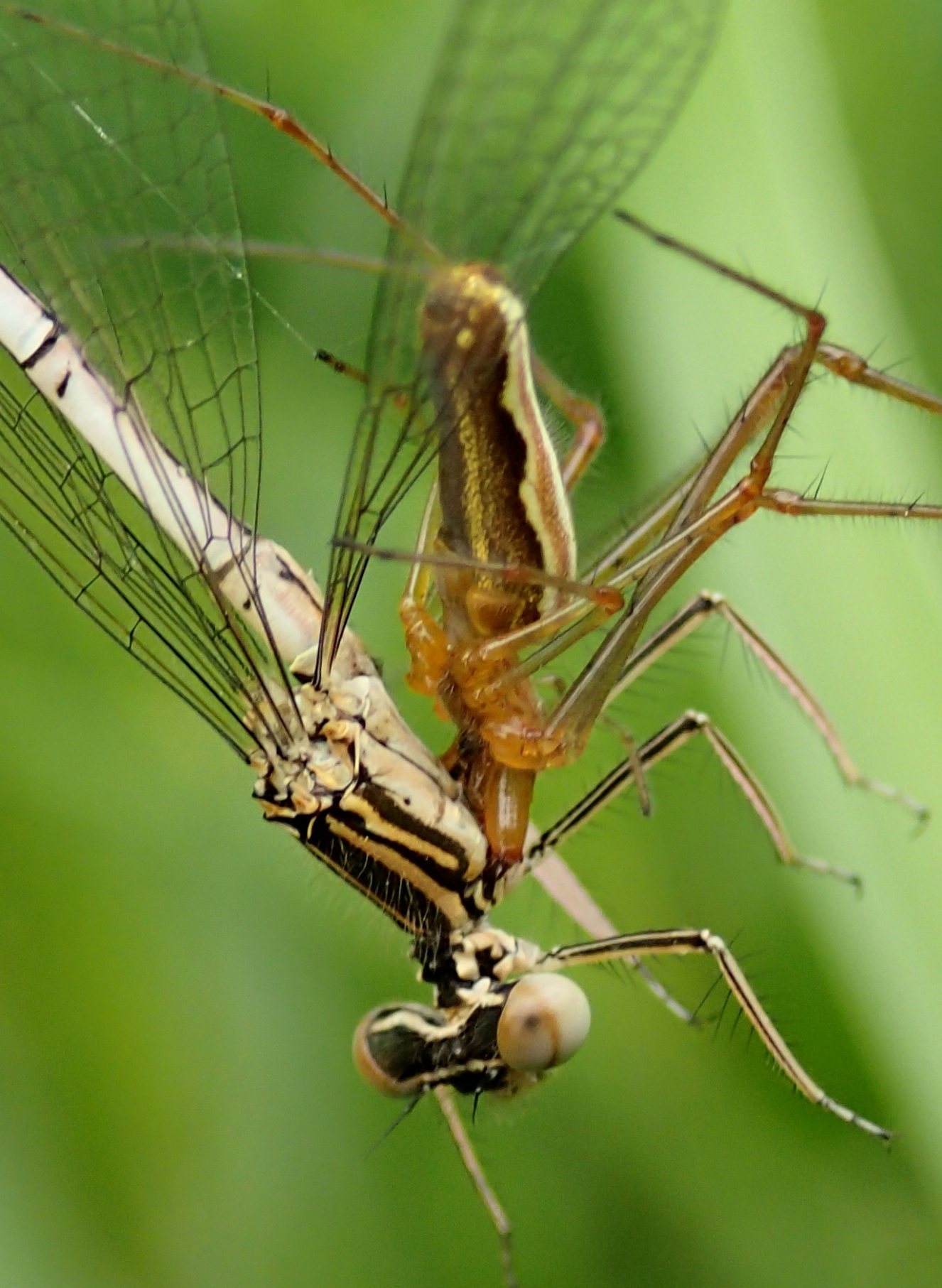 Tetragnatha preda Platycnemis pennipes- Lughignano (TV)