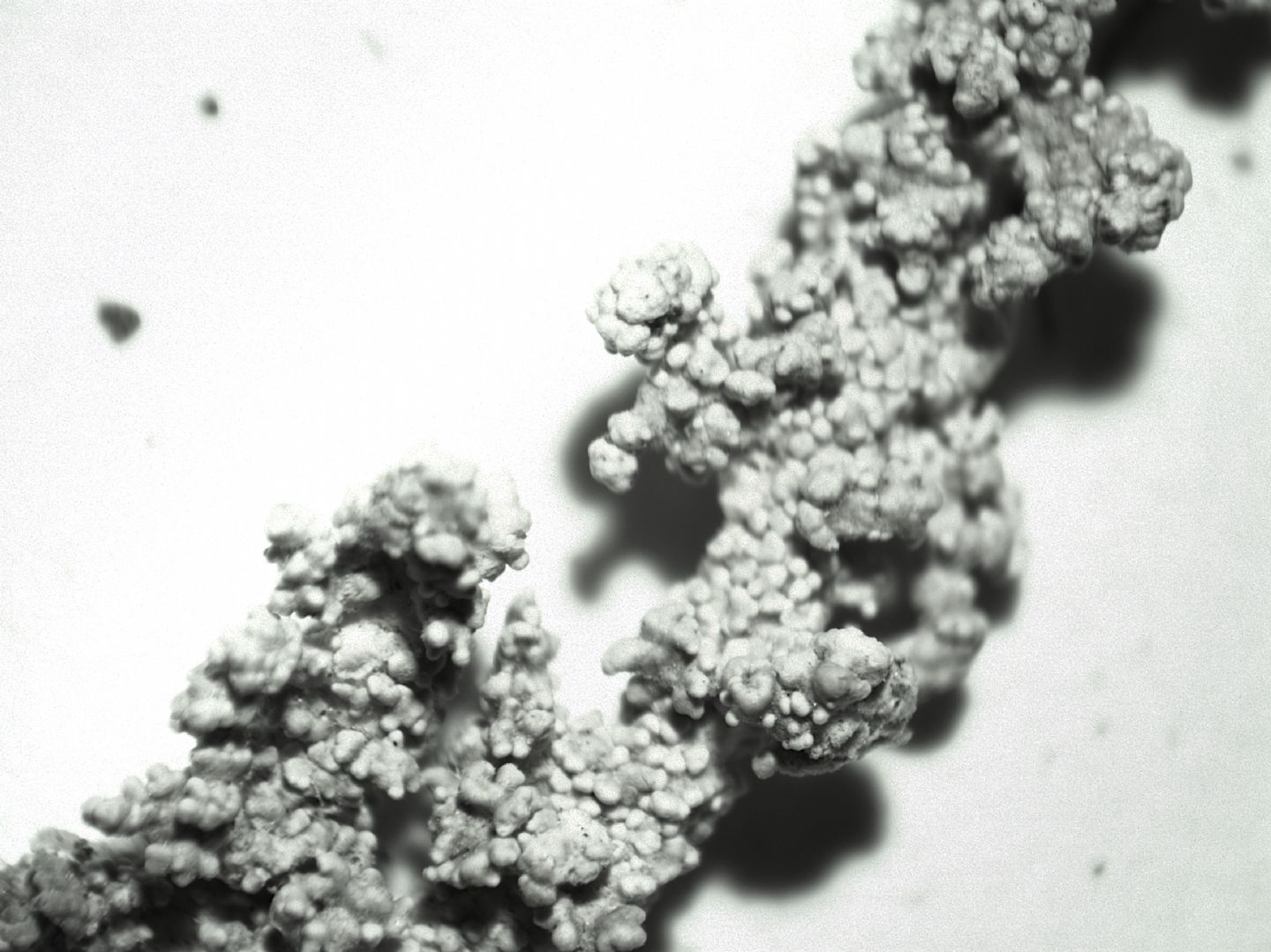 lichene fruticoso bianco da identificare