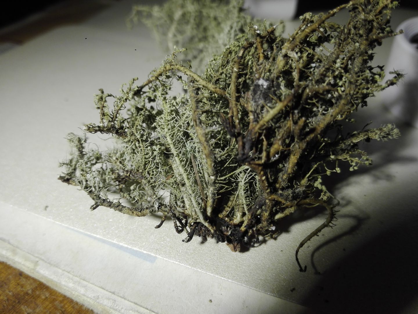 Aiuto identificazione usnea