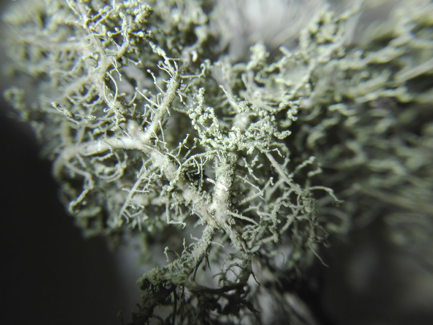 Aiuto identificazione usnea