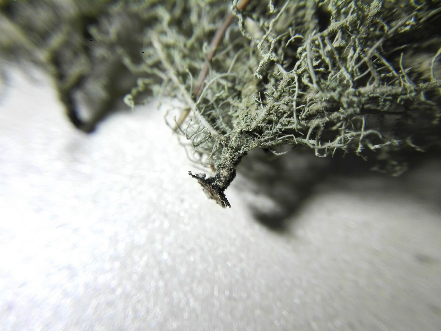 Aiuto identificazione usnea