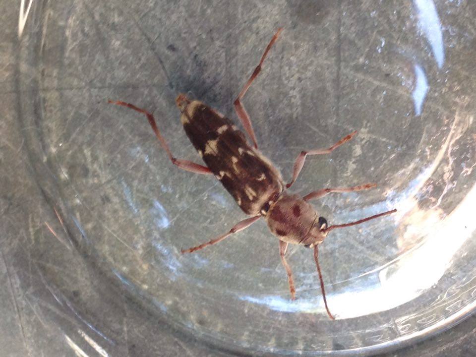 Cerambycidae:  Xylotrechus stebbingi, femmina