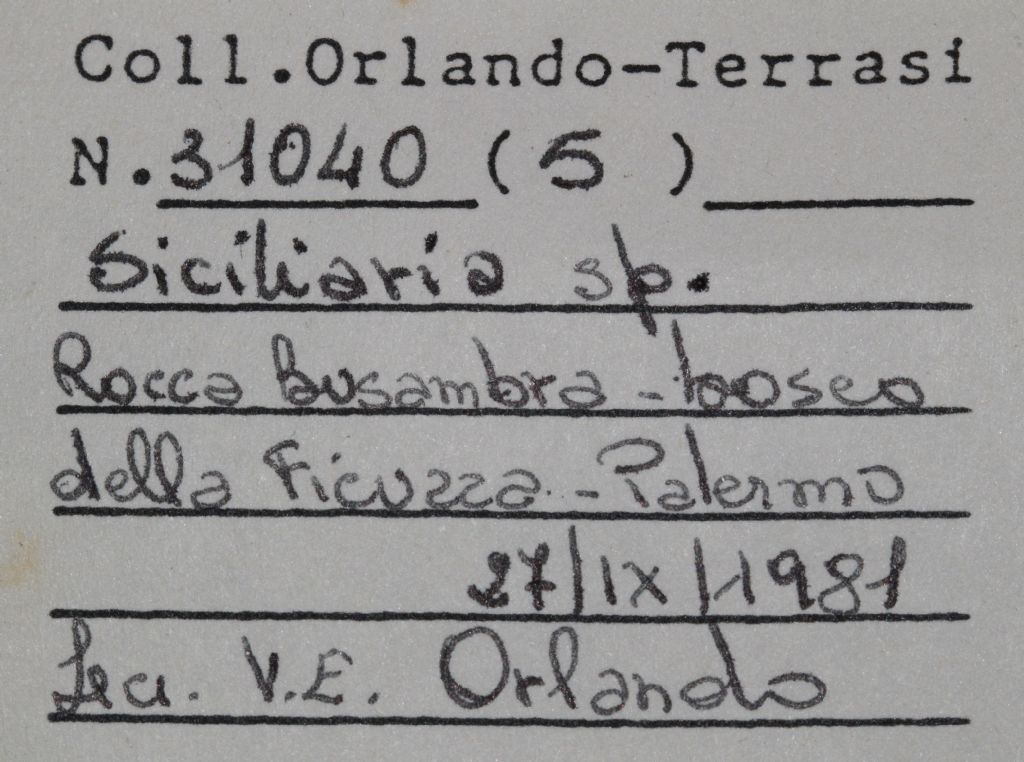 segnalazione bibliografica - Siciliaria (Siciliaria) calcarae orlandoi