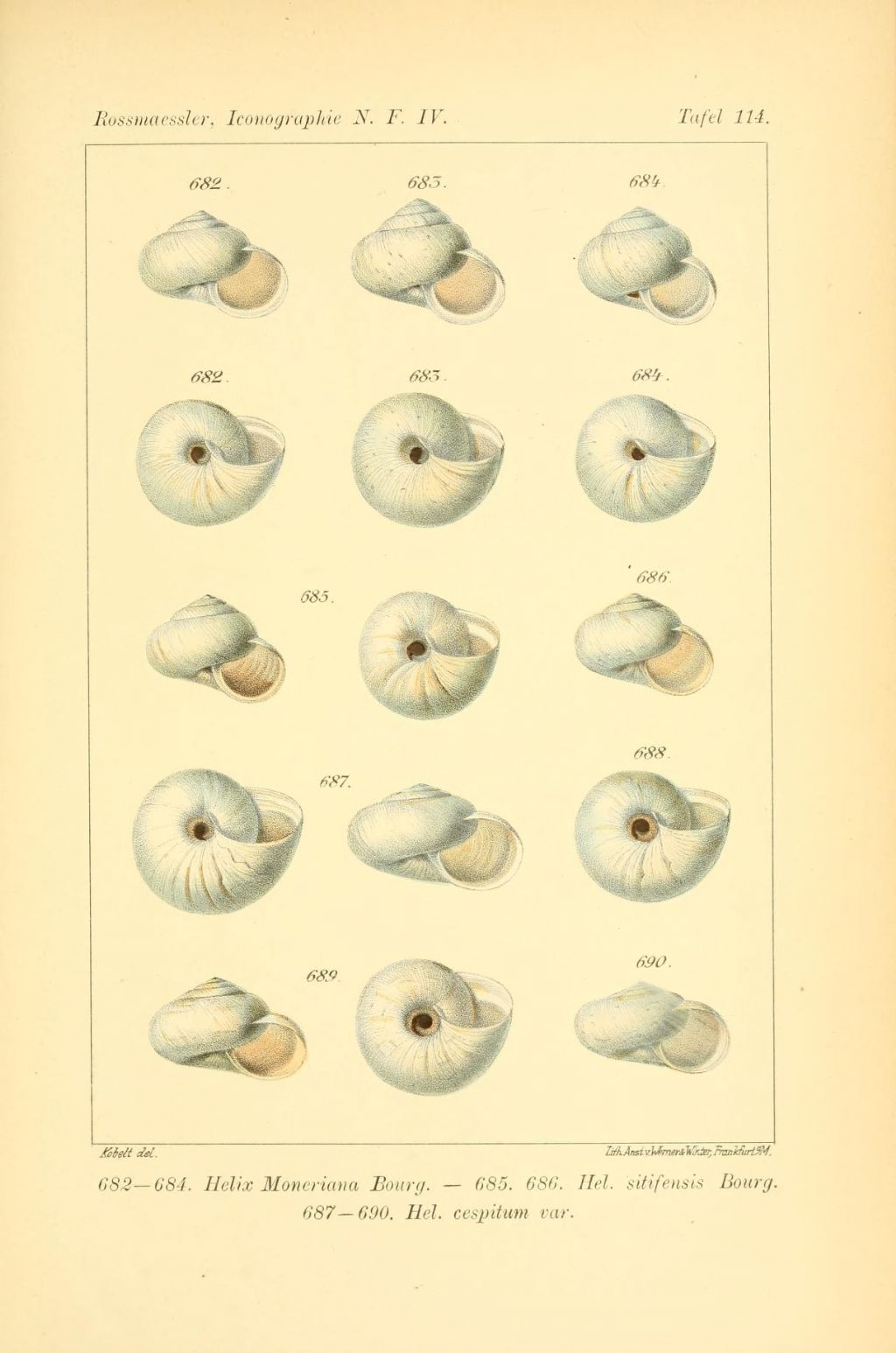 Helicella SITIFENSIS