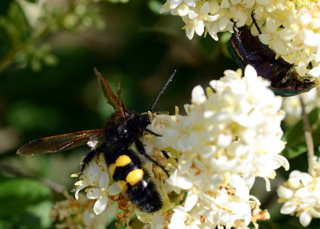 Megascolia maculata flavifrons (Scoliidae), maschio