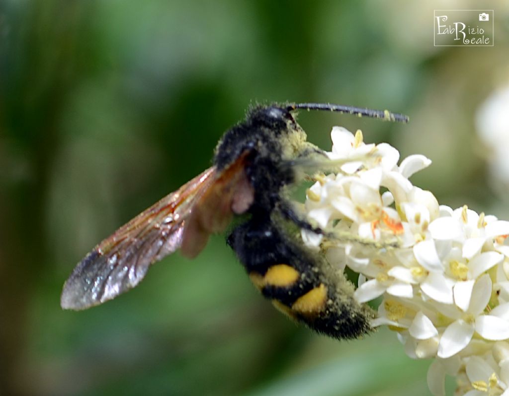 Megascolia maculata flavifrons (Scoliidae), maschio