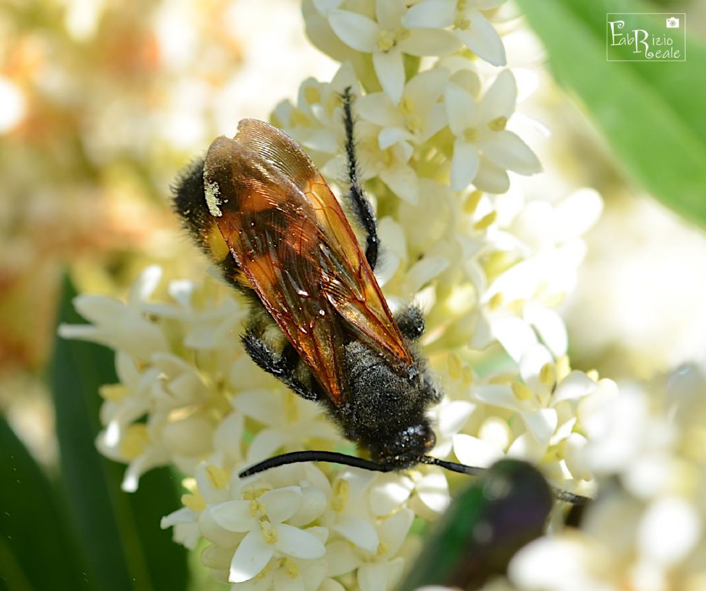 Megascolia maculata flavifrons (Scoliidae), maschio