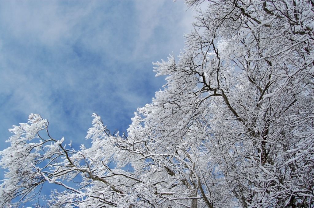 Alberi d''inverno... un invito