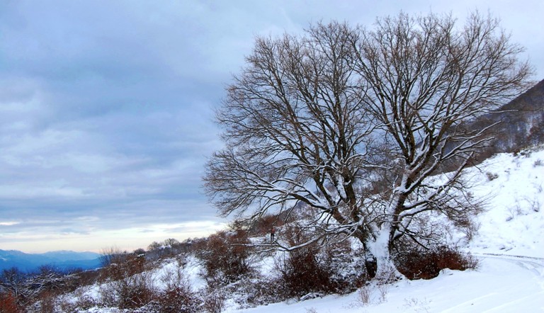 Alberi d''inverno... un invito