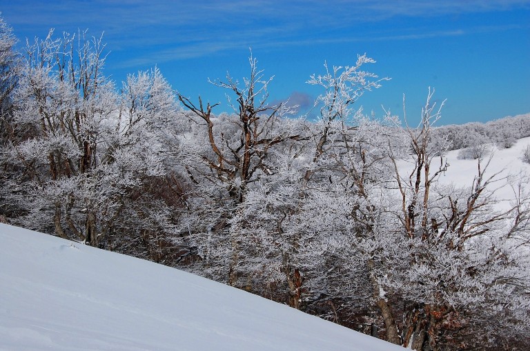 Alberi d''inverno... un invito