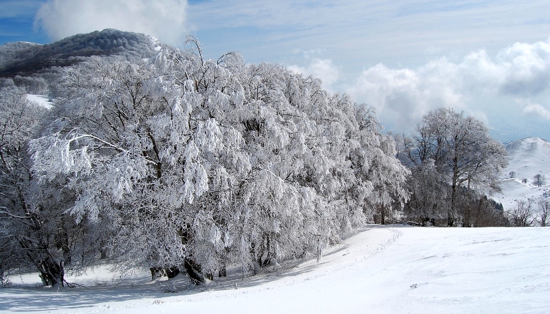 Alberi d''inverno... un invito