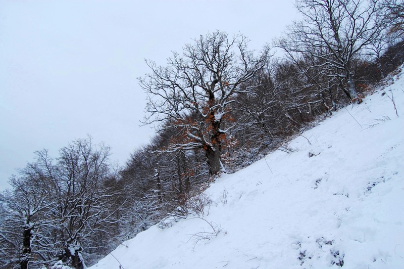 Alberi d''inverno... un invito