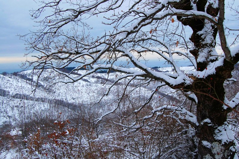 Alberi d''inverno... un invito