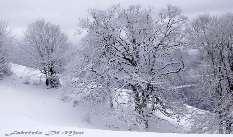 Alberi d''inverno... un invito