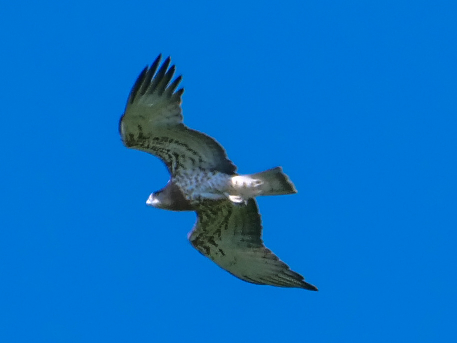 Circaetus gallicus / Biancone?  S !