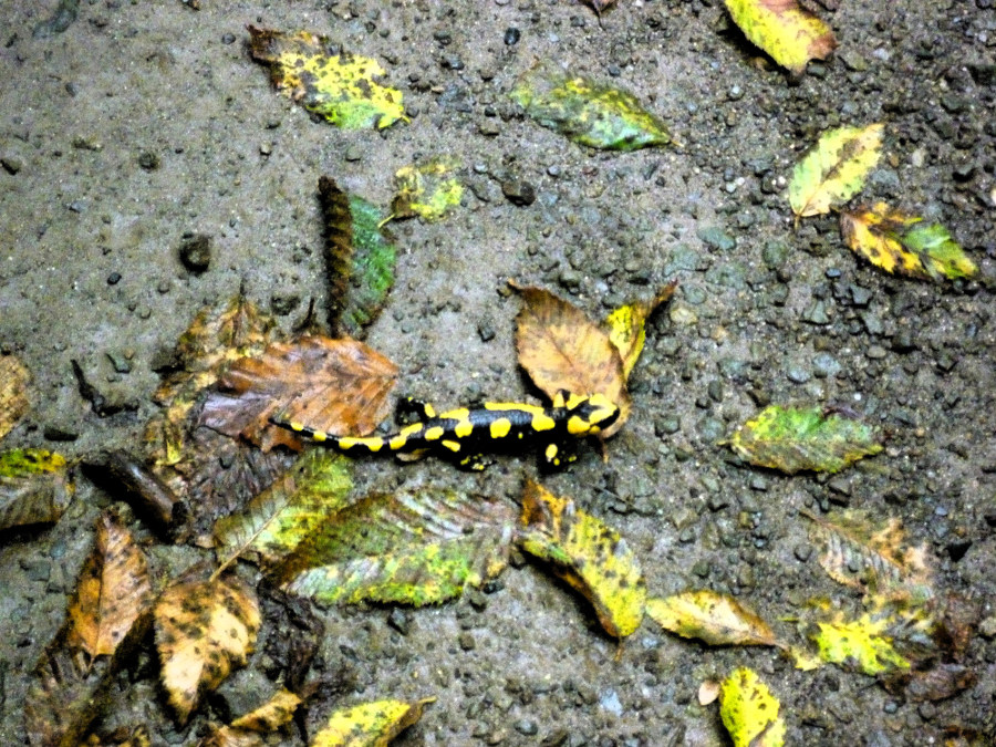 determinazione sesso Salamandra salamandra