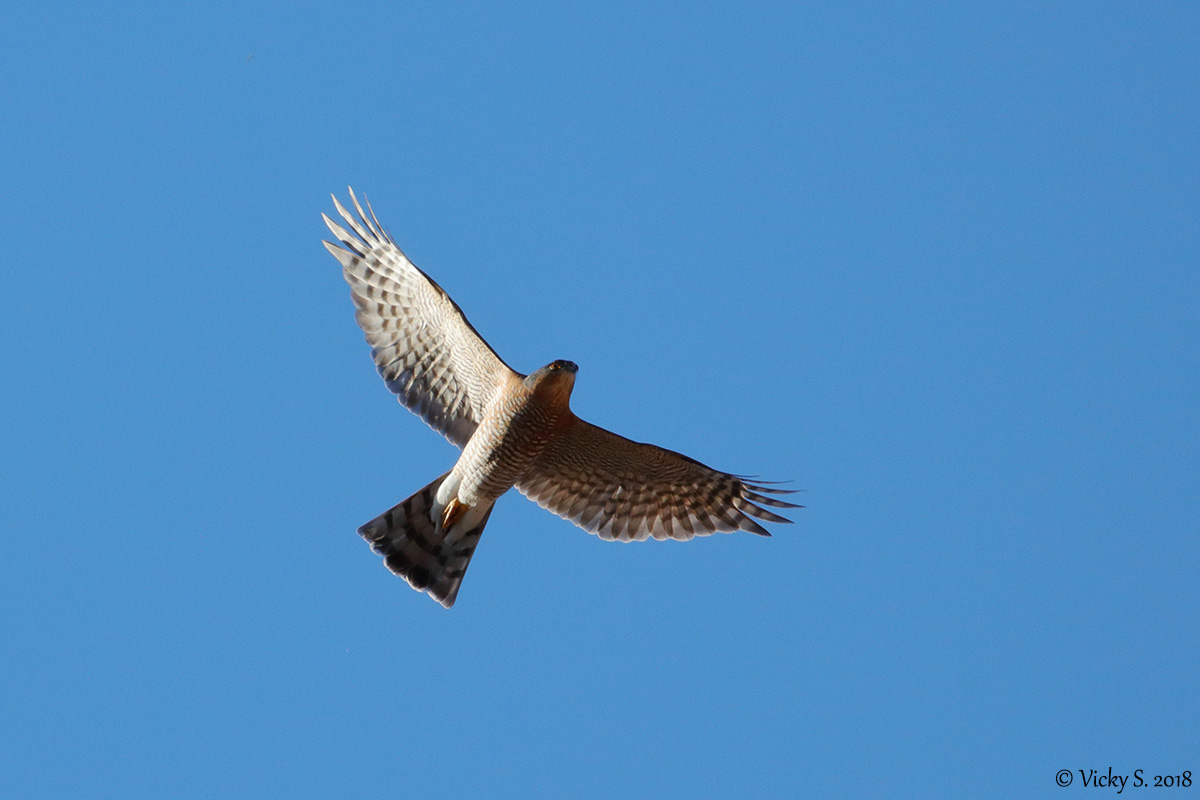 Sparviere (Accipiter nisus), maschio