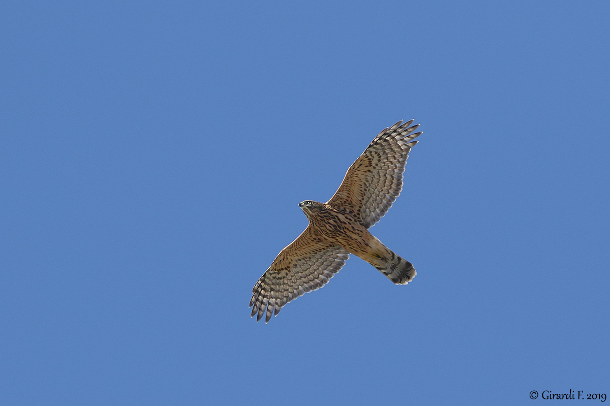 giovane Astore (Accipiter gentilis) e Nibbi bruni (Milvus mignans)