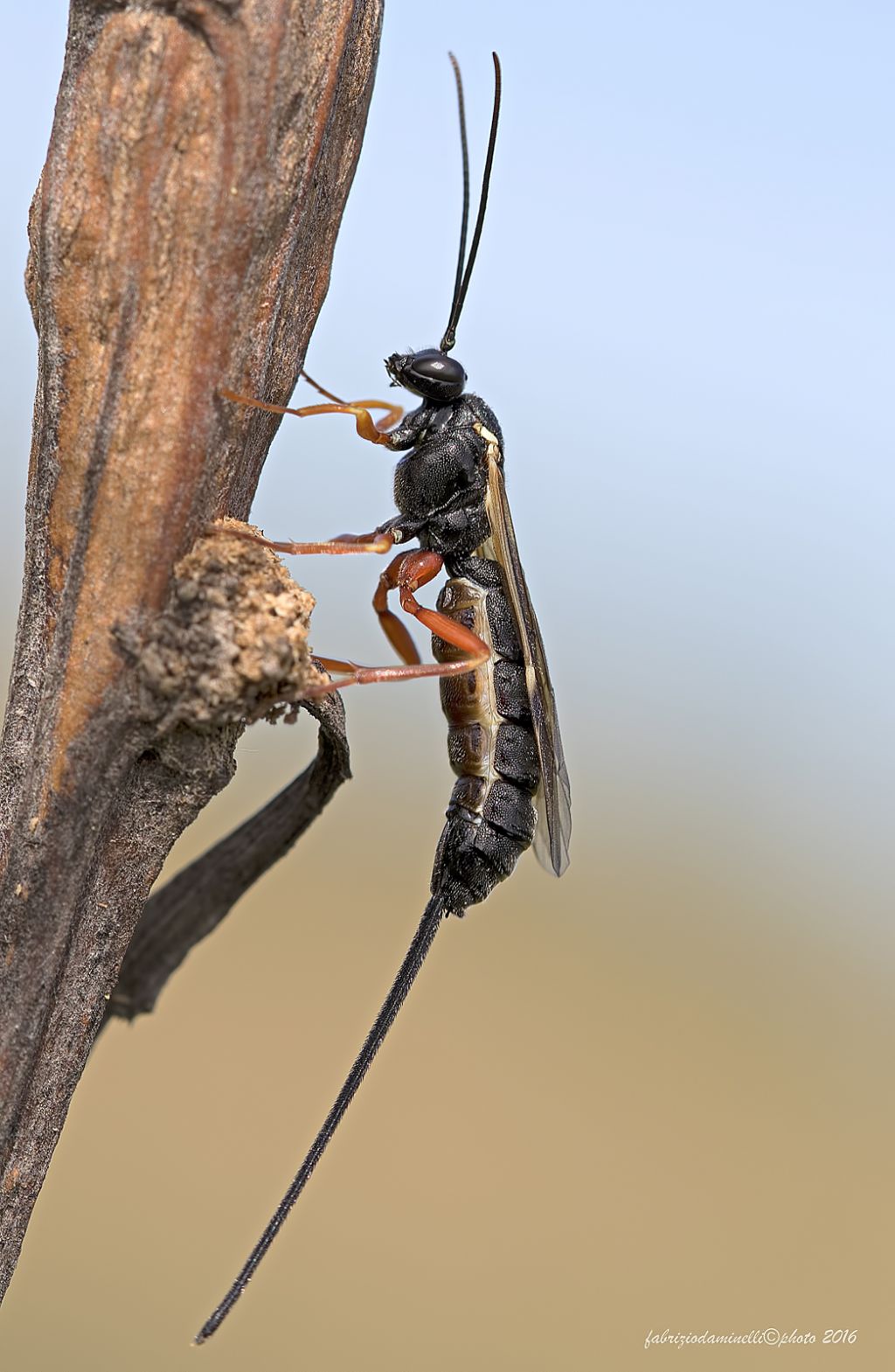 Exeristes roborator, femmina (Ichneumonidae Pimplinae)