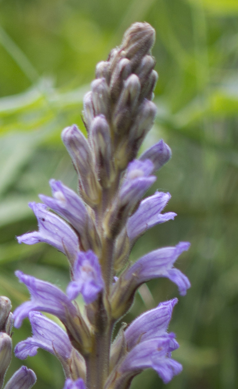 Orobanche purpurea / Succiamele azzurro